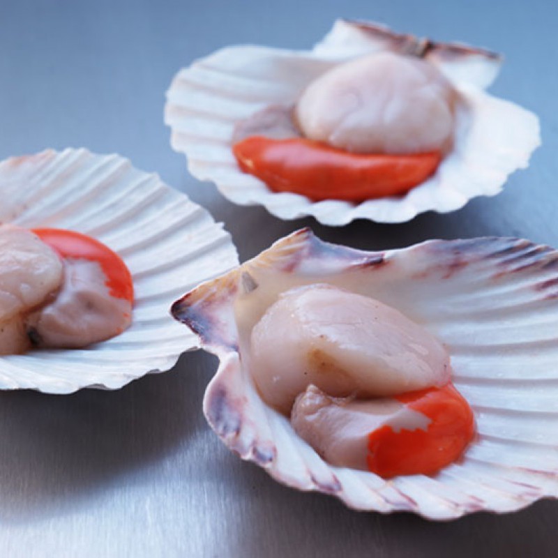 queen-scallops-shells.jpg