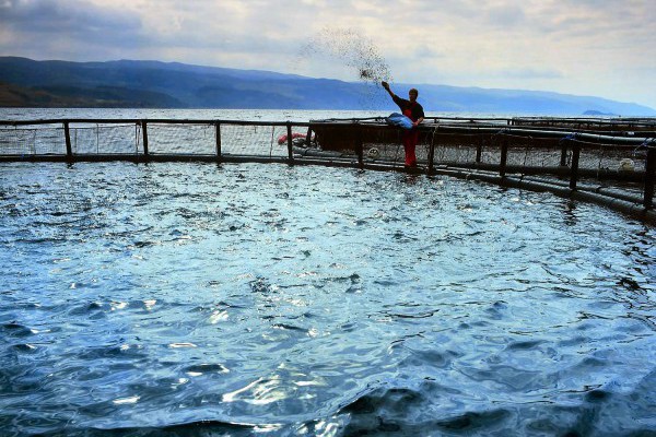 Man feeding fish